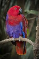 Parrot